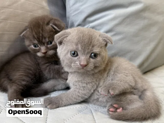 Pure breed Scottish fold chocolate and lilac