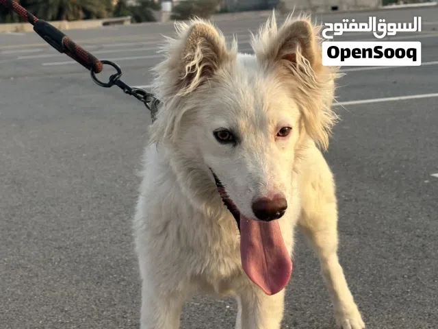 كلب هاسكي للبيع قابل للتفاوض وللمبادله