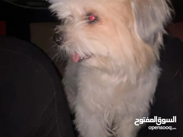 كلب مالتيز للبيع اسمه رويال عمرو سنه