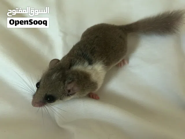 سنجاب Micro Squirrel