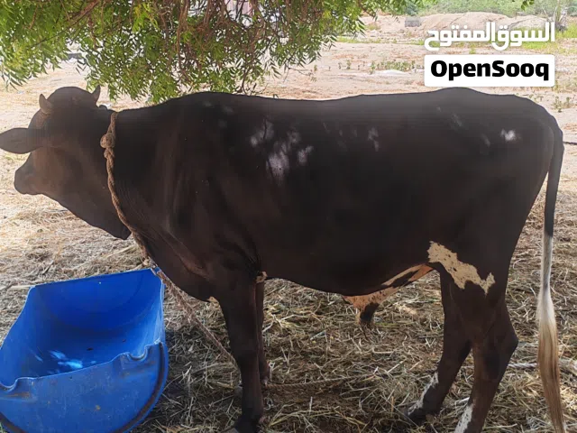 ثور نمساوي سمين