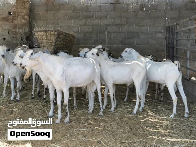 تيوس صومالي أحجام طيبه
