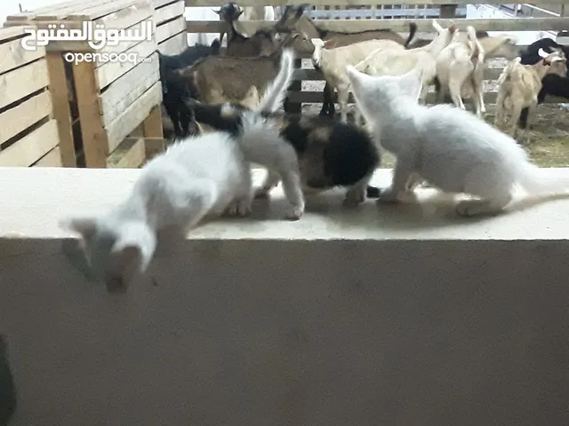 قطط لتابنى
