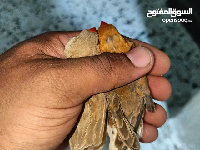 كوبية زيبرا فل اورنج حجم وسط
