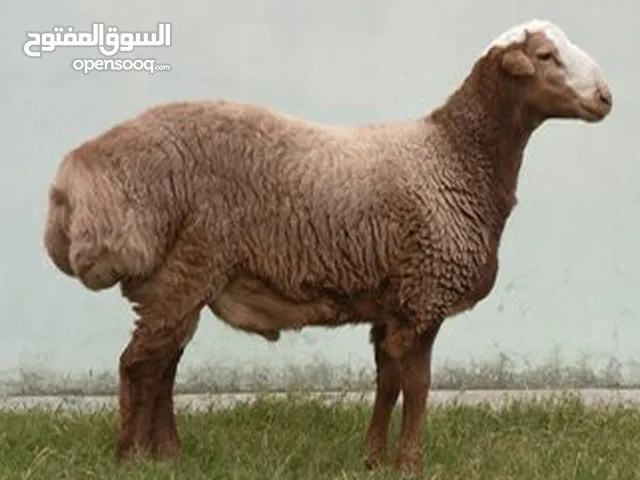 ماعز و خرفان نعيمي و نجدي للبيع - صحية. ونظيفة