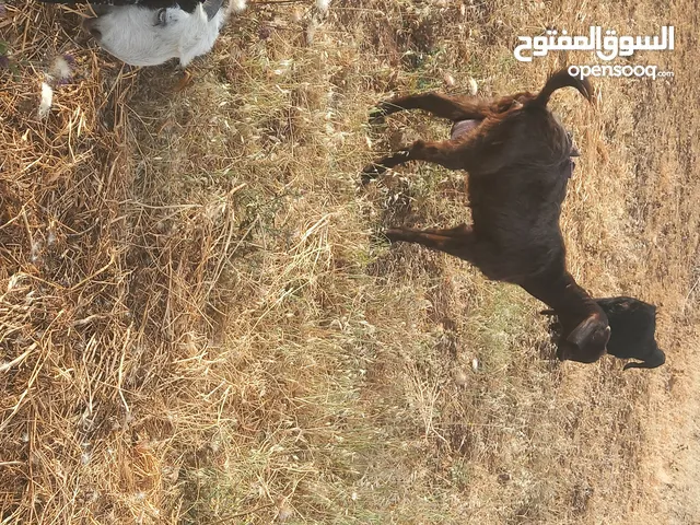 عنزه لجبته