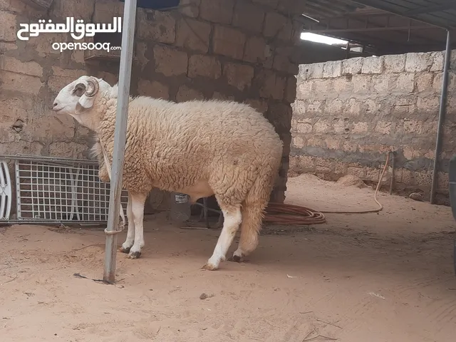 خروف ربي يبارك كيف كصر ثني مد وعلو ماشاء الله للبيع المكان طرابلس سوق الجمعة