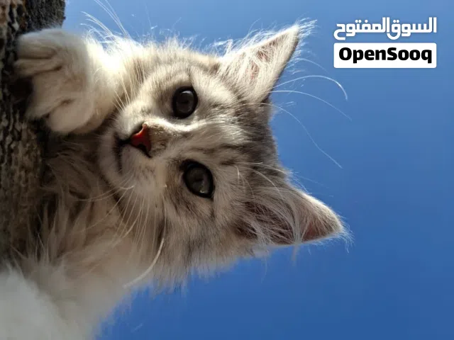 قطه شيرازي