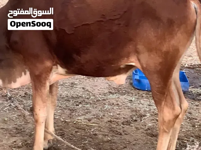 عجل للبيع فل سمنه