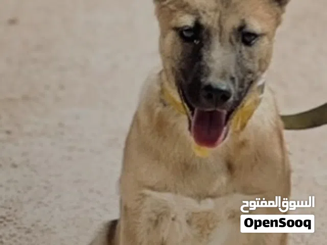 كلبه مينوا أربع شهور ونصر