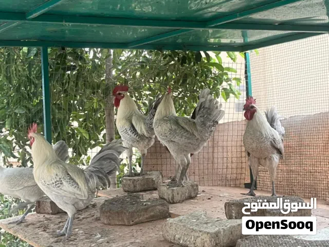 دياكا المصري الفيومي( الوصف مهم)