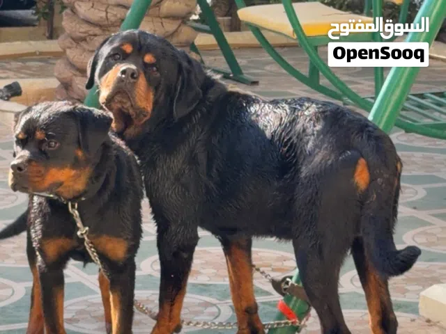 امورهم طيبة جدا الصامل يبشر بالخير