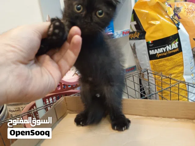 ذكر شكل مميز و لون مميز بني محروق / أسود