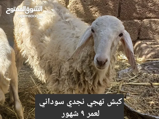 كبش تهجين نجدي سوداني