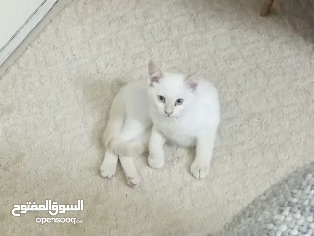 قطة Turkish Van انثى