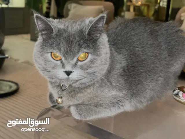 British short hair female 1 year old 60bd, very friendlt and cuddly