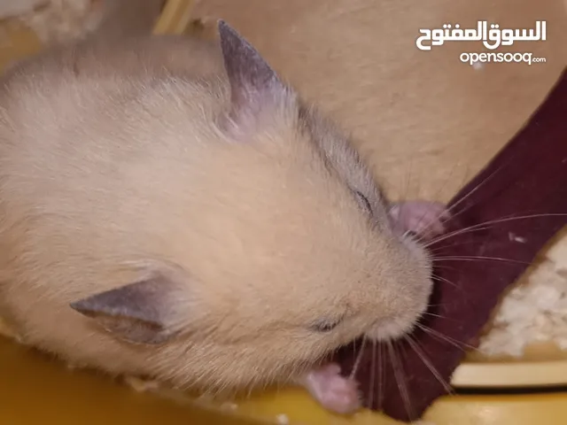 hamster الهامستر