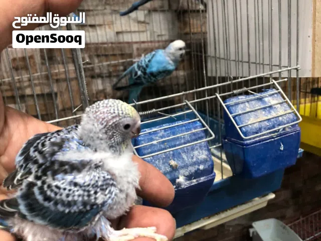 جوز حب مع فرخ وقفص