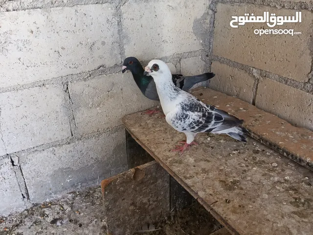 متاح جوزين حمام