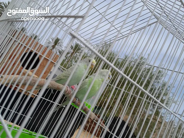 جوز بقلينو للبيع