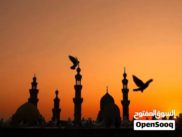 مطلوب بطاعة شعبيه للتسويق
