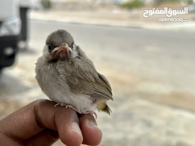 فروخ بلابل
