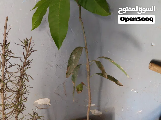 نبتات واشجار 2026