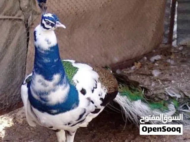 Pied peckcock chicks for sale 35 bd chick