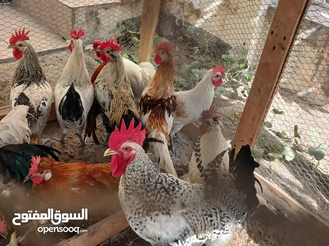 دجاج بحريني ذكور للبيع تربية بيوت بصحة جيده