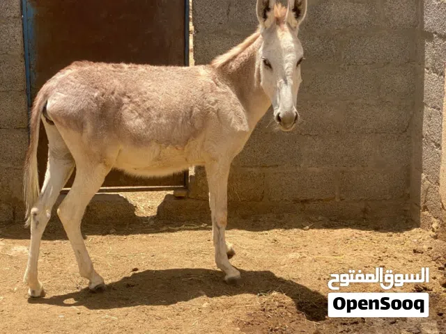 حماره صغيره في العمر عمرها سنه م شاءالله سلاله