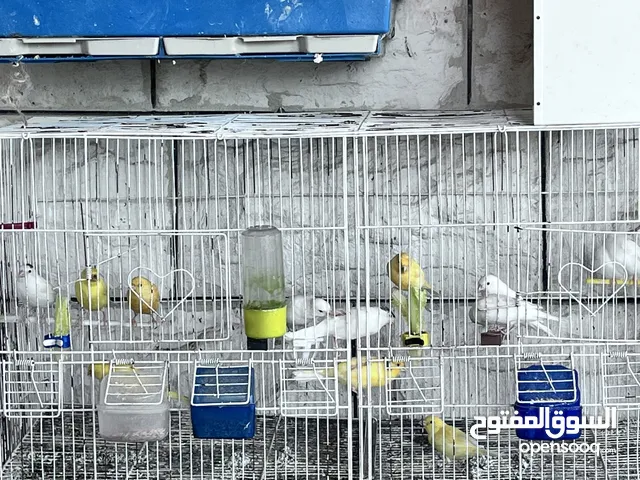كناري مخليف (13) للبيع