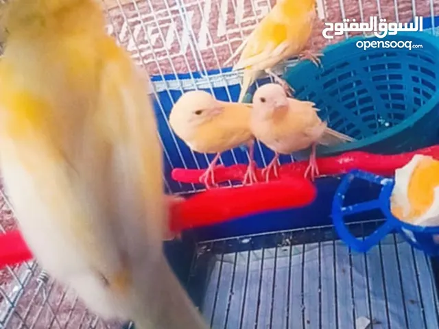 عصفير للبيع