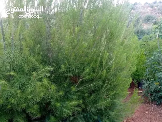 يتوفر لدينا شجر حرجي لزاب طول 3 متر + صنوبر