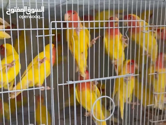 طيور روز للبيع  Lovebird