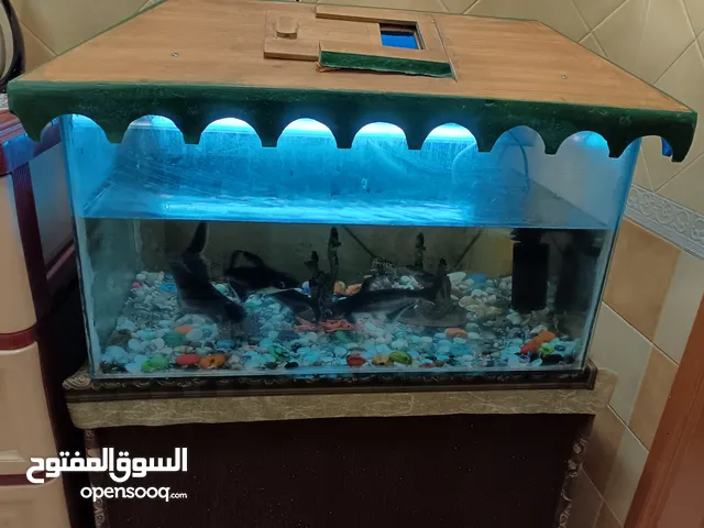 Big Fish tank with 4 big fishes With tank stand Very beautiful fishes