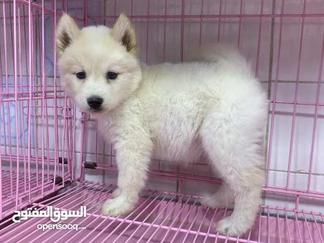 For sale & buy pet