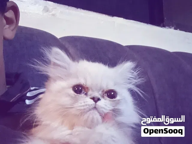 بسس هيمالايا انثى عمره من العشرين إلى الربع اشهر
