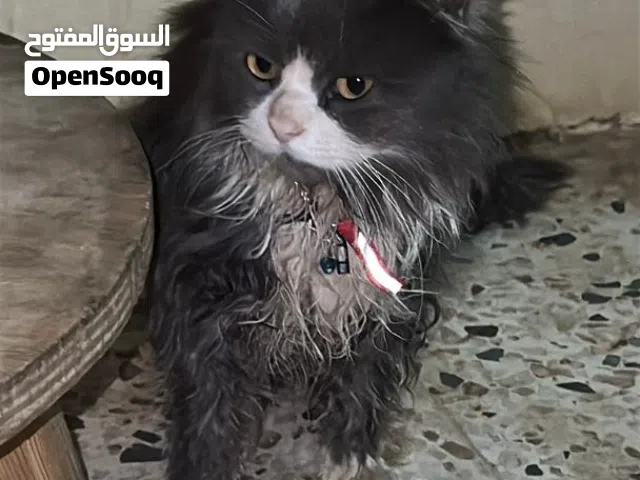 شيرازي للبيع