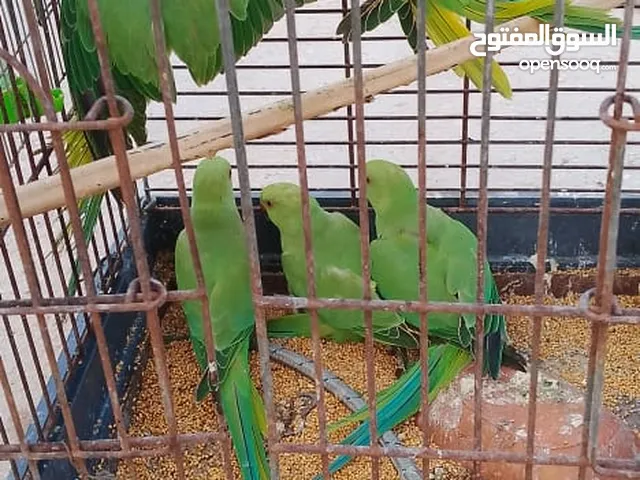 دره البيع صيد