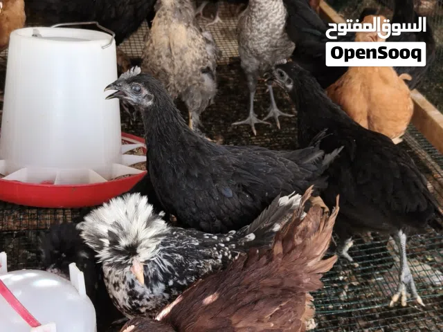دجاج للبيع