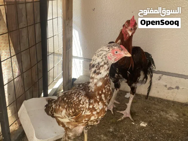 ديك بكستاني مال ميدان شوف الوصف مهم