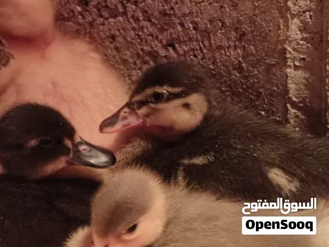 للبيع صيصان بط فرنسي وروسي صحية ونشيطة