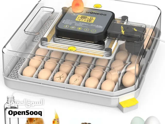 فقاصة شقرديه 2 وسط