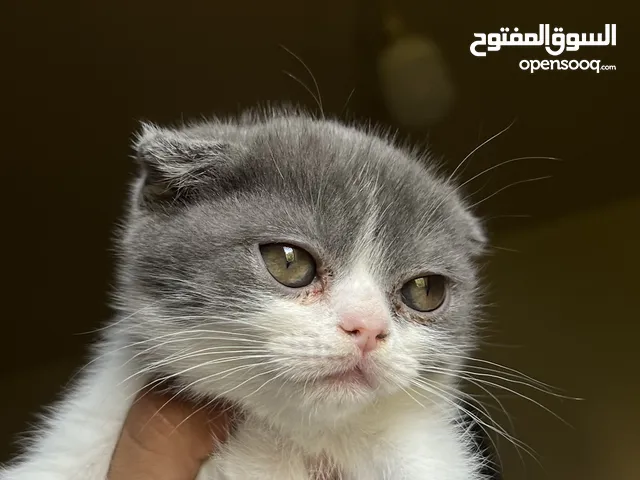 قط ذكر سكوتش دبل فولد شورت هير