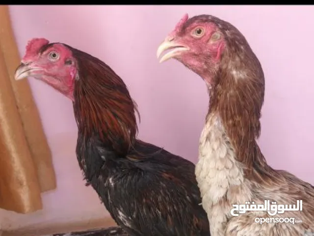 دجاج عرب وهراتي