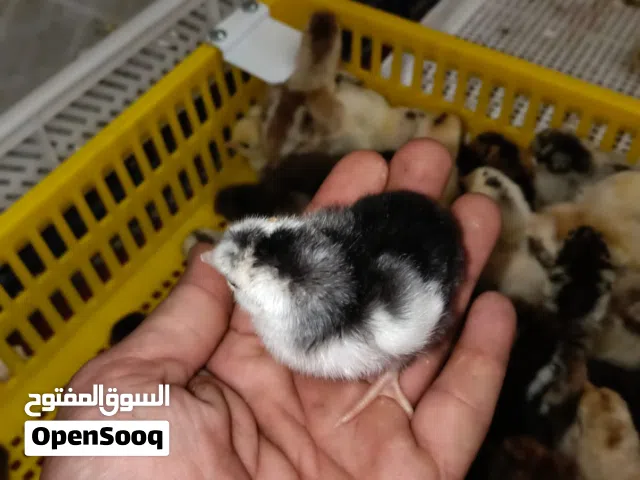 افراخ دجاج عرب اقرو الوصف اخوان