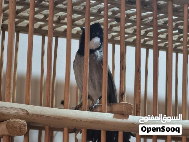بلبل ربه بس ما يطلع بره