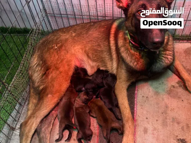 More breed for sale