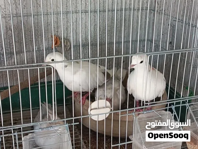 جوز يا كريم نخب اول صلاة النبي شغال وحنون وتحته فرخين وبايض