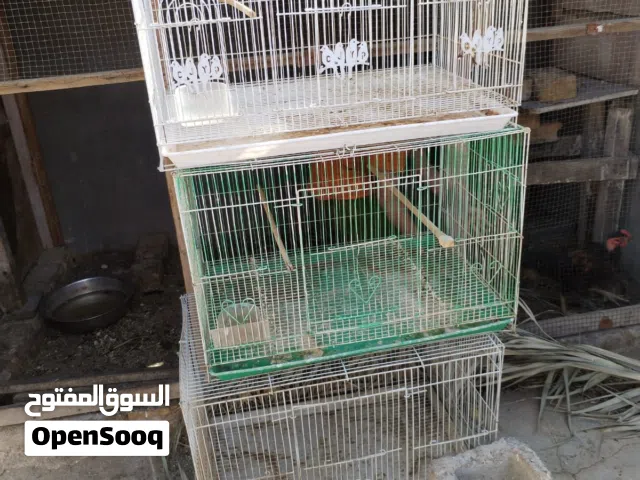 اقفاص ابو طيره